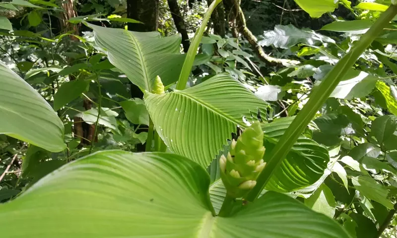 Calathea en Guatemala: Un Vínculo Entre la Naturaleza y la Tradición Culinaria