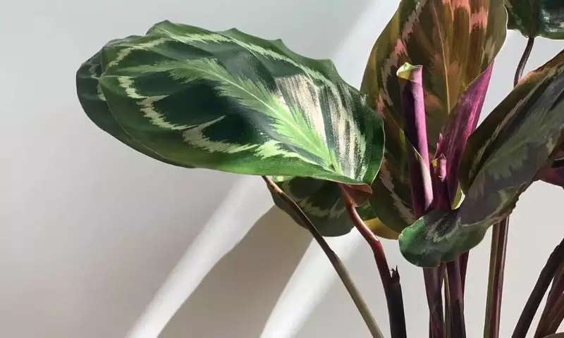 Calathea Northern Lights: Guía Esencial para un Cuidado Óptimo