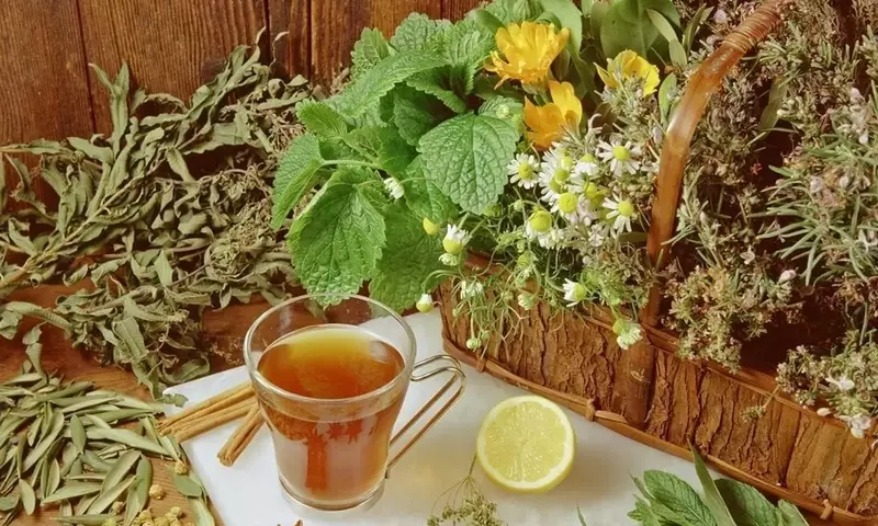 Plantas Medicinales: Impacto Actual, Avances y su Relevancia Social y Sanitaria