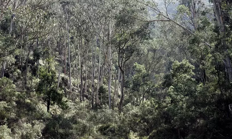 Conflicto Urbano y Preservación de Araucarias: Un Desafío Ambiental Inminente