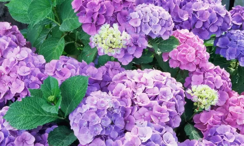 Guía Definitiva para el Cuidado de Hortensias Durante el Verano