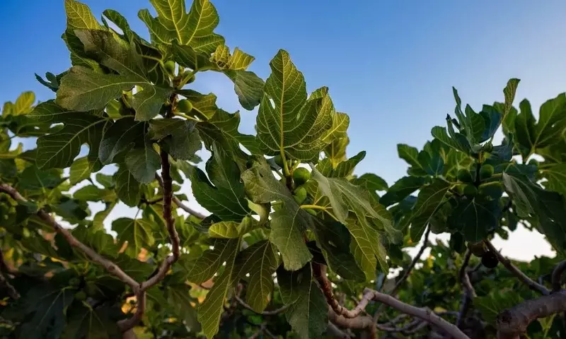 Ficus en la Ciudad: Beneficios, Desafíos y Contribución al Medio Ambiente