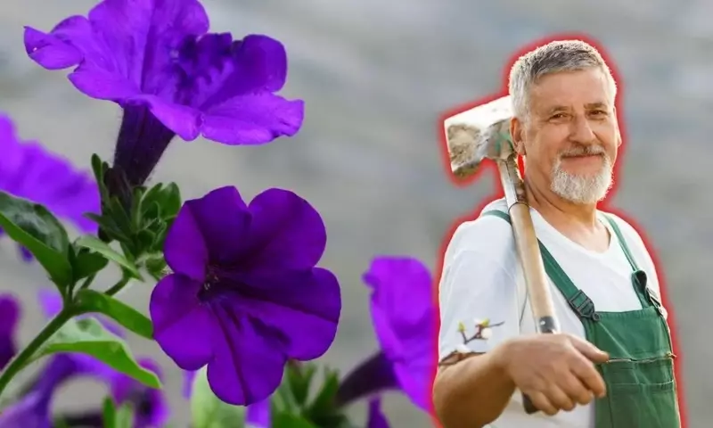 Guía Definitiva para el Cultivo Exitoso de Petunias: Flores Vibrantes Garantizadas