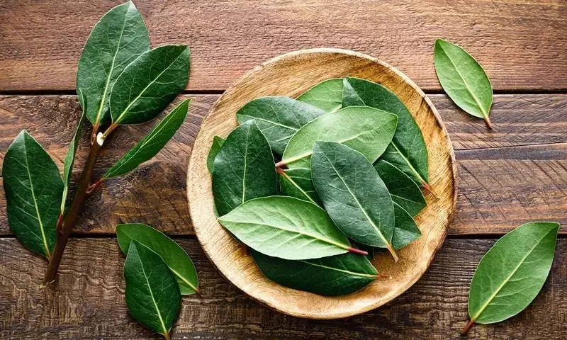 Laurel: Un Aliado Natural Contra los Insectos del Hogar