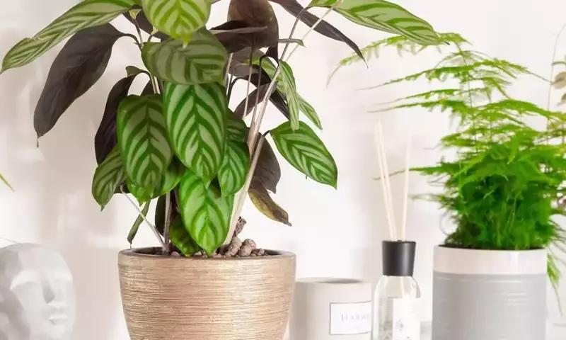 Calathea: La Joya Tropical que Transforma tu Hogar