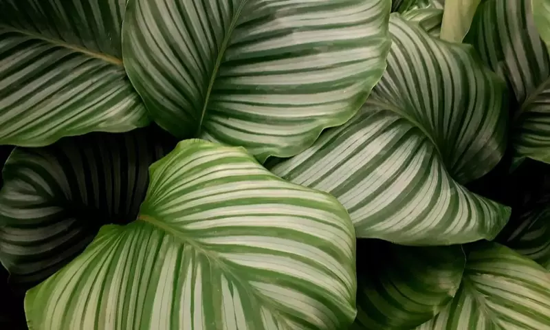 Calatheas de Hojas Magníficas: Guía Completa de Cultivo y Cuidados Esenciales