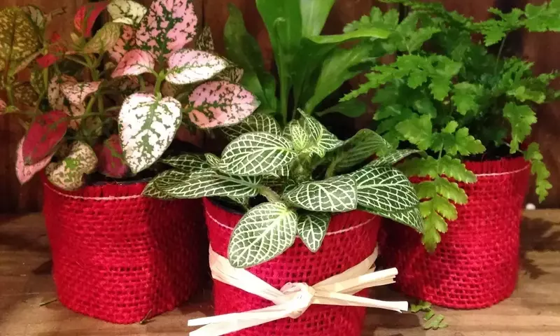 Regalos Vivos: Plantas Excepcionales para Cualquier Ocasión