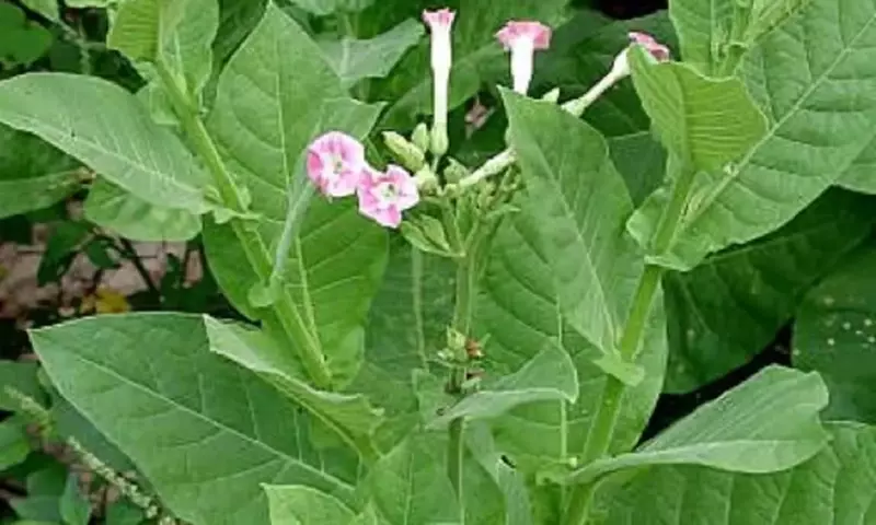 Guía Completa para el Cultivo Doméstico de Tabaco: Aspectos Legales y Consejos Expertos