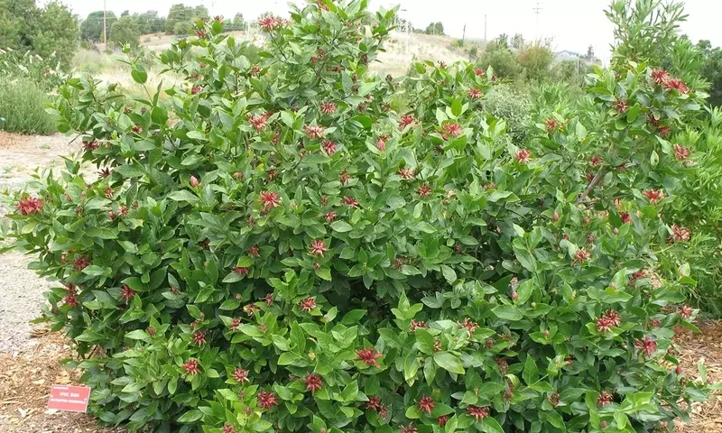 Calycanthus: Un Arbusto Aromático y Ornamental para su Jardín