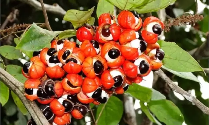 Guaraná: Un Tesoro Amazónico de Energía y Bienestar