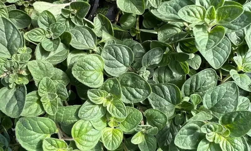 Orégano: Un Tesoro Natural con Poderes Curativos