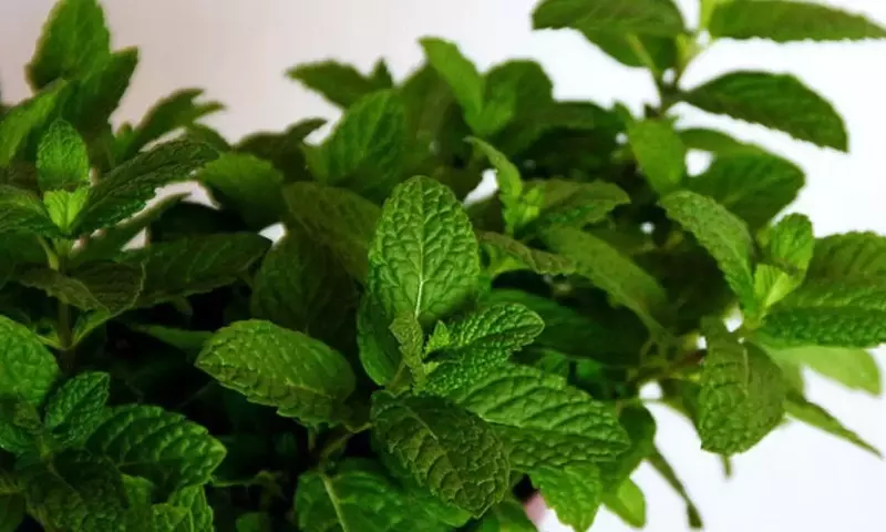 Descubriendo el Fascinante Mundo de las Variedades de Menta y sus Cuidados