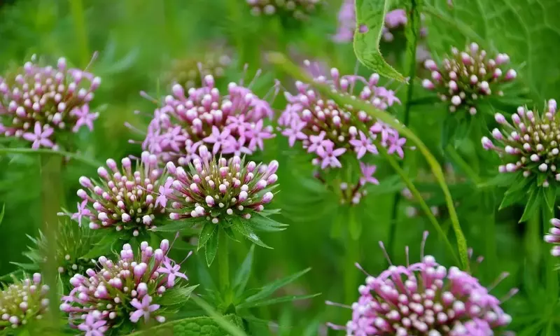El Almizcle Vegetal: Una Alternativa Sostenible en la Perfumería