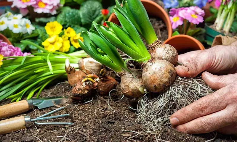 Guía Completa para el Cultivo de Bulbos Florales de Invierno