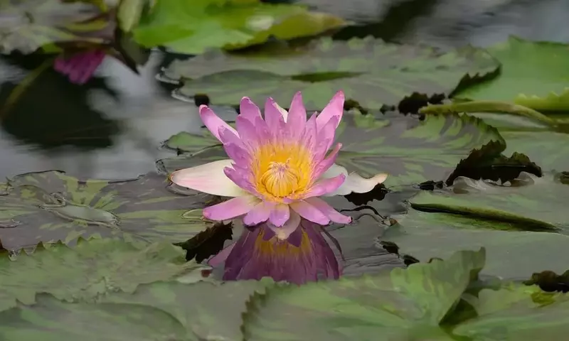 La Belleza Exótica: Plantas y Árboles Japoneses que Embellecen Nuestros Jardines
