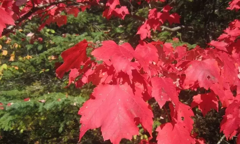 El Arce Rojo: Un Árbol Emblemático de Norteamérica