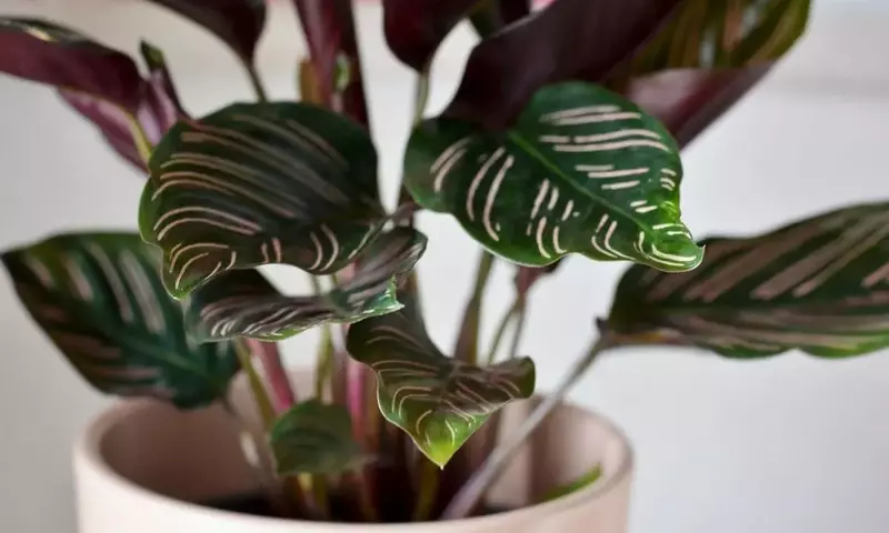 La Calathea Granada: Un Toque de Exotismo y Sofisticación para tus Espacios