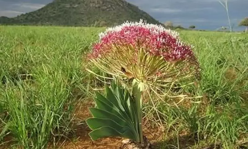 Boophone disticha: La Fascinante y Peligrosa Belleza del Sur de África