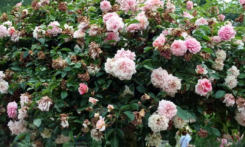 Guía Completa para Elegir y Cultivar Rosales: Transformando tu Espacio con Belleza y Fragancia