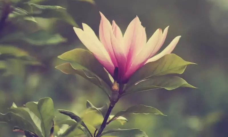 Las Cuentas de Instagram Imprescindibles para Entusiastas de la Jardinería
