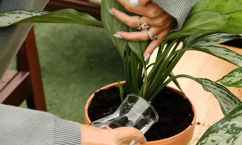 Dominando la Luz: Guía Esencial para la Salud y Vitalidad de Tus Plantas