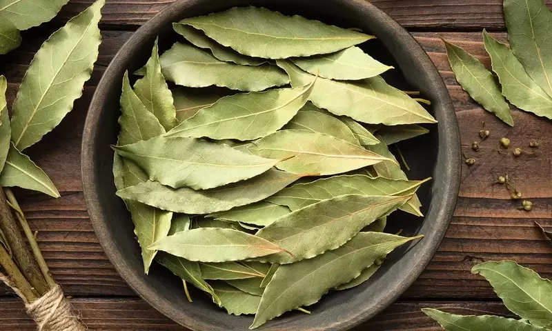 Descubriendo los Secretos del Laurel en la Cocina: Tradición, Beneficios y Consejos Prácticos