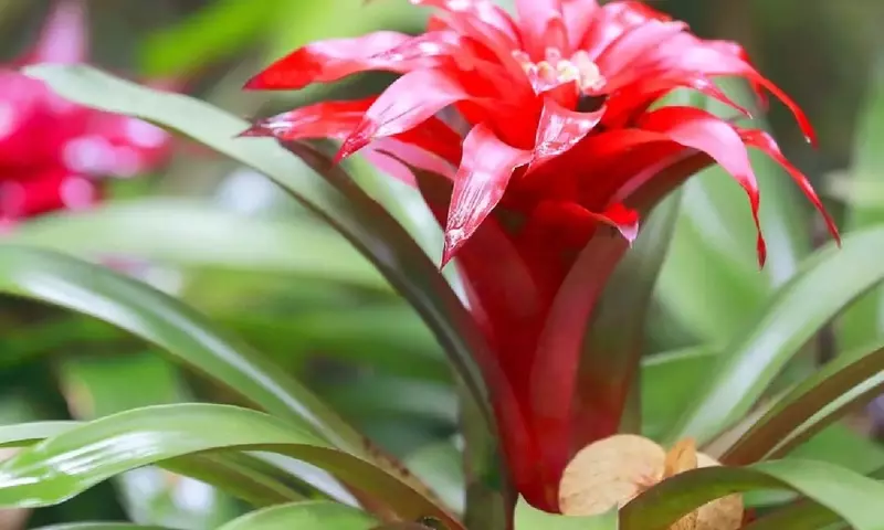 Explorando la Fascinante Diversidad de Bromelias