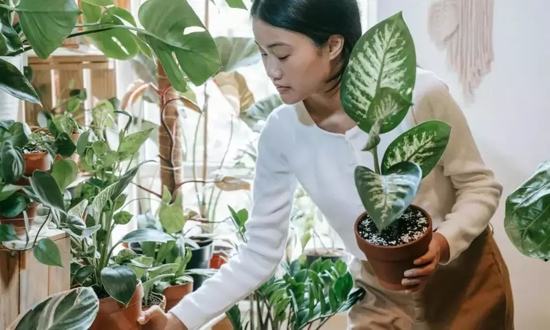 Secretos Veraniegos: Plantas de Interior para un Hogar Fresco y Saludable