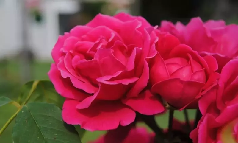El Fascinante Mundo de las Rosas: Guía Completa para su Cultivo y Cuidado