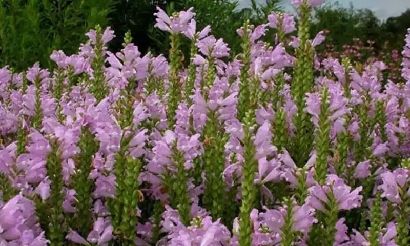 Guía Completa de la Physostegia: Cultivo, Cuidado y Variedades