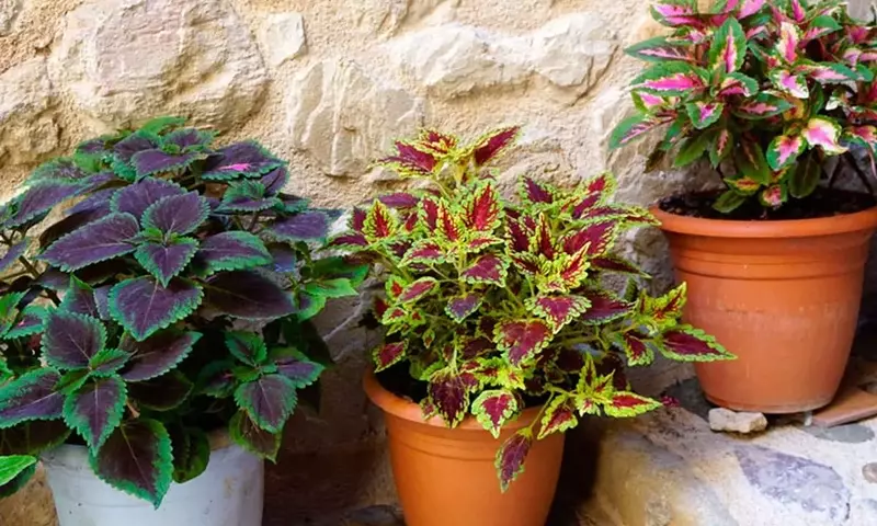 Añade un Toque de Color: Las Mejores Plantas Moradas para tu Hogar