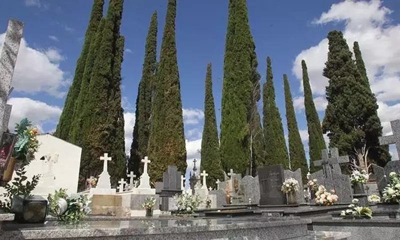 El Ciprés: Un Símbolo de Eternidad en los Cementerios