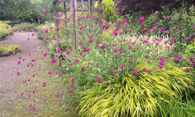 Descubriendo la Knautia macedonica: Una Joya Botánica para tu Jardín