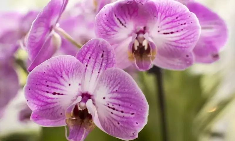 Orquídeas: Guía Completa para su Cultivo Exitoso y Disfrute Duradero