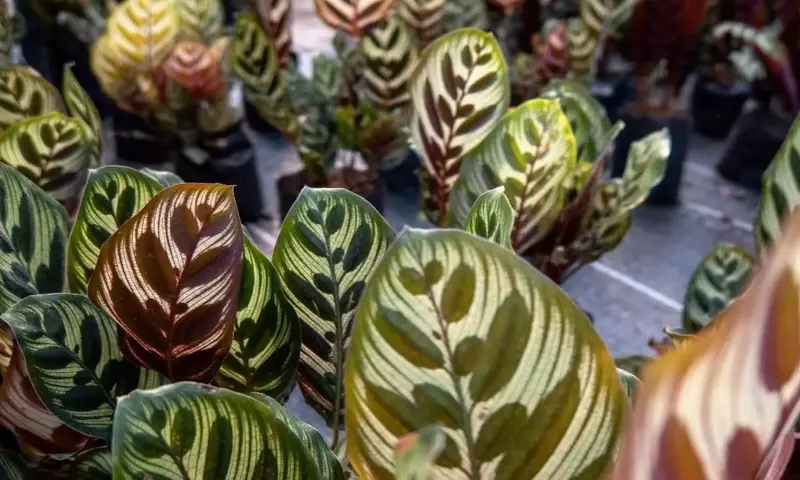 La Calathea Makoyana: Un Toque Exótico en Tu Hogar