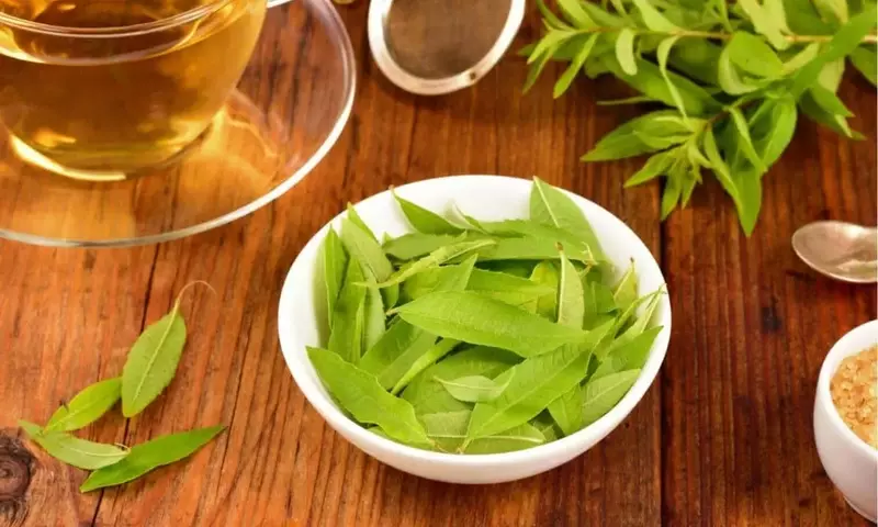 Hierba Luisa: Virtudes, Usos y Precauciones de una Planta Aromática Esencial