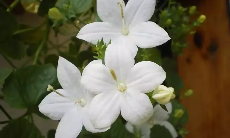 Campanula isophylla: Guía Completa para el Cultivo y Cuidado de la Estrella de Italia