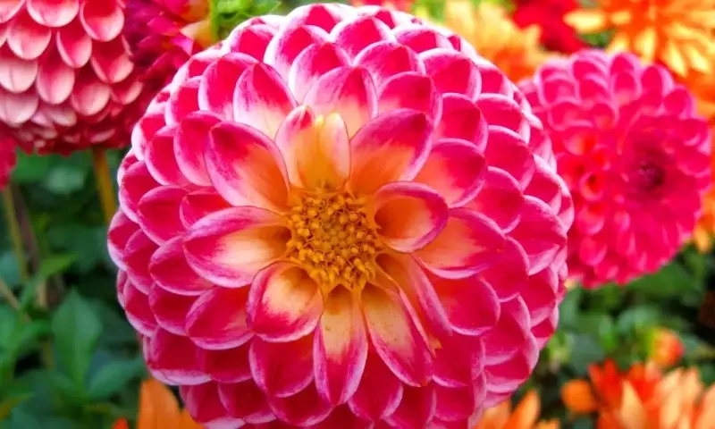 Un Viaje Floral por la Identidad Nacional: Descubriendo las Flores Emblemáticas del Mundo