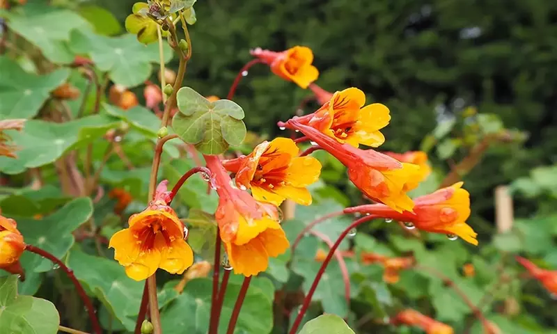 La Enigmática Flor de Mashua: Un Tesoro Andino por Descubrir