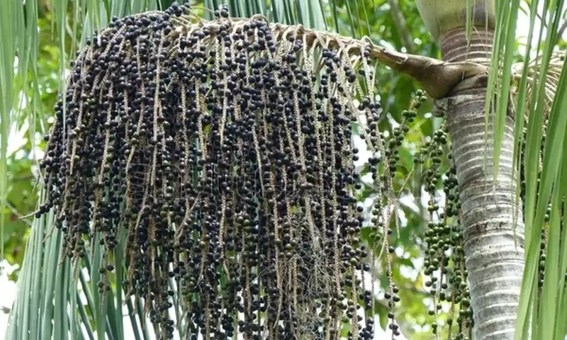 Descubriendo la Palma de Asaí: Un Tesoro Amazónico de Salud y Vitalidad