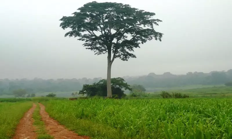 Iroko: La Madera Tropical de Excelencia en Construcción y Diseño