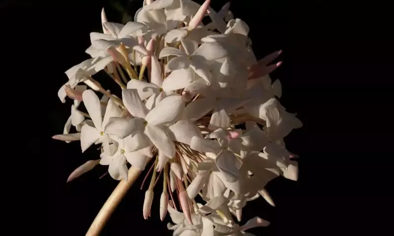 La Biznaga Malagueña: Símbolo de Tradición y Cultura Andaluza