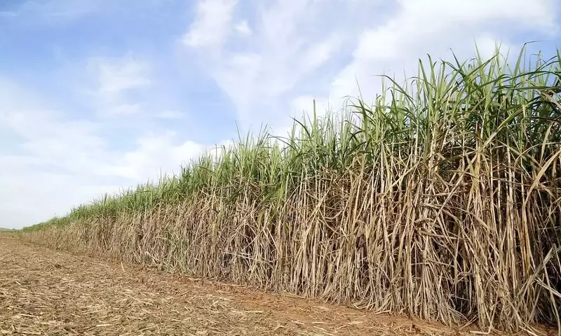 La Caña de Azúcar: Cultivo, Enfermedades y Gestión para una Cosecha Saludable