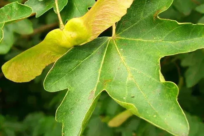 El Acer Campestre: Un Árbol Versátil para Paisajes y Jardines Sostenibles