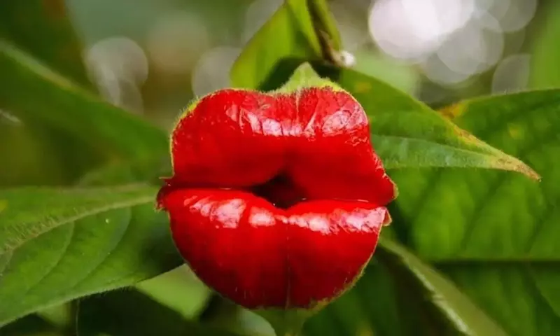 Descubriendo la Psicotria Elata: La Enigm￡tica Planta de los "Labios Calientes" del Amazonas