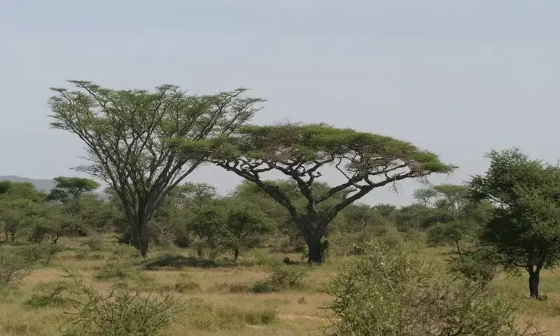Acacia abyssinica: Un Tesoro Botánico Africano