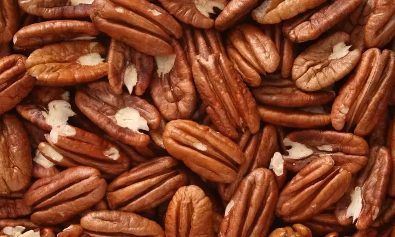 El Pecano: Un Vistazo Profundo al Árbol de la Nuez Pecana