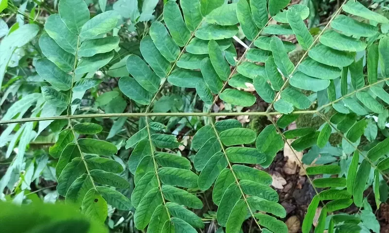 Albizia ferruginea: La Joya Tropical de la Madera