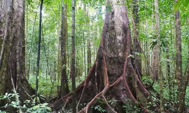 Descubriendo el Sloanea caribaea: El Gigante Esplendoroso del Caribe