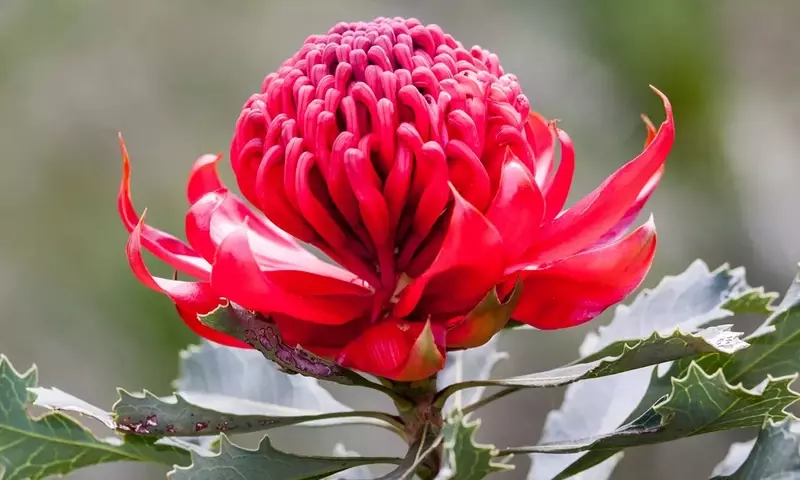 La Terapia Floral Bush: Un Enfoque Holístico desde la Tierra Australiana